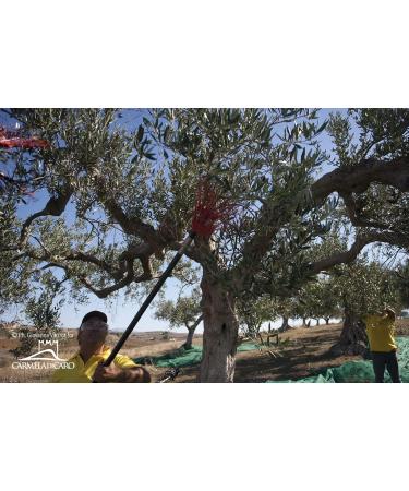 Di Caro Extra Virgin Olive Oil IGP Sicily Cold Extracted Evo Oil Medium Fruity Italian 100 pack of 3 x 750ml - Buy Online on GoSupps.com