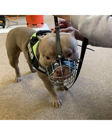 Metal Wire Basket Dog Muzzle for American Bully - B3 Black Leather/Silver - Buy Online on GoSupps.com