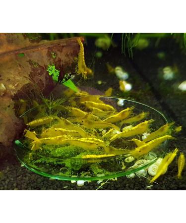 GARNELEN4YOU Barley Grass Sticks Premium Shrimp Food Sustainable Packaging Made in Germany Food Pellets for Shrimp Crayfish Snails and More. - Buy Online on GoSupps.com