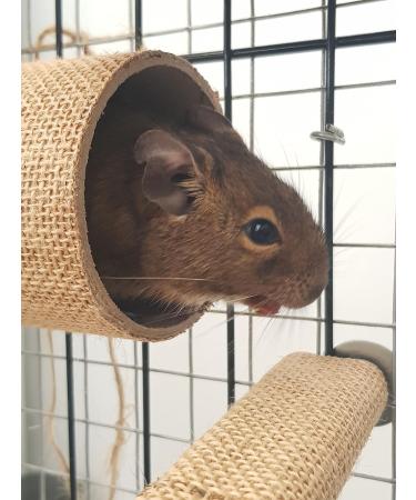 Good Degu Carrot Cubes- Degu treats 2-pack - Buy Online on GoSupps.com