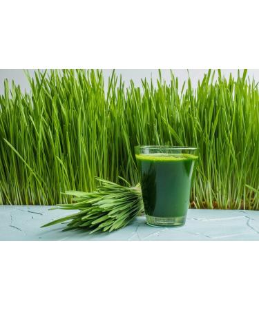 Antler Farms - 100% Pure Organic New Zealand Wheatgrass Powder 40 Servings 200g - Raw Vegan Gluten Free Nutrient Rich High Chlorophyll Wheat Grass Detox Essential Amino Acids Minerals - Buy Online on GoSupps.com