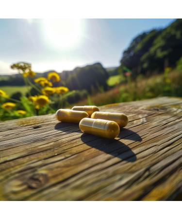 Berberine Supplement - Premium 550 mg Capsules 1100 mg Daily - Lipid Metabolism Heart and Cardiovascular Health for Men and Women - Non-GMO Third-Party Tested Made in Canada - Nutritionn - Buy Online on GoSupps.com