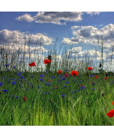 Blue poppy 500 g - LA PLANTIGO - Buy Online on GoSupps.com