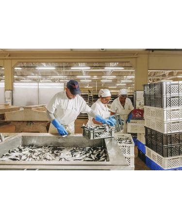 NURI Portuguese Sardines Variety Pack | 8-Pack Gift Box Bundle | Seafood Aficionado | Pure Olive Oil & Tomato | Spiced Options Included - Buy Online on GoSupps.com