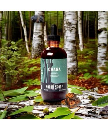 North Spore Organic Chaga Mushroom Tincture (4 oz) | 100% Fruiting Body Extracts | Immune Support, Energy, and Balance | Certified Organic, Vegan, Non-GMO | Adaptogenic, Nootropic | Made in USA 4 Fl Oz (Pack of 1) - Buy Online on GoSupps.com