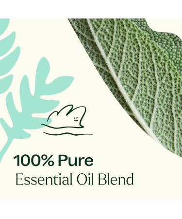 Plant Therapy Dalmatian Sage Essential Oil 10 mL (1/3 oz) 100% Pure Undiluted Therapeutic Grade Sage 0.34 Fl Oz (Pack of 1) - Buy Online on GoSupps.com