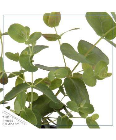 6-Pack Eucalyptus Herb: Natural Air Purifier, Aromatic & Healthy - 8 Tall x 3 Wide - Buy Online on GoSupps.com