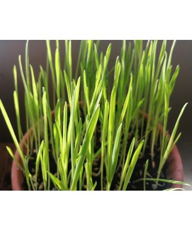 Hundredfold Organic Oat Avena Sativa Seeds 1 oz ( 600 PC) - Non-GMO Oatgrass Catgrass Cat Grass for Cats Kittens & Pets - Buy Online on GoSupps.com