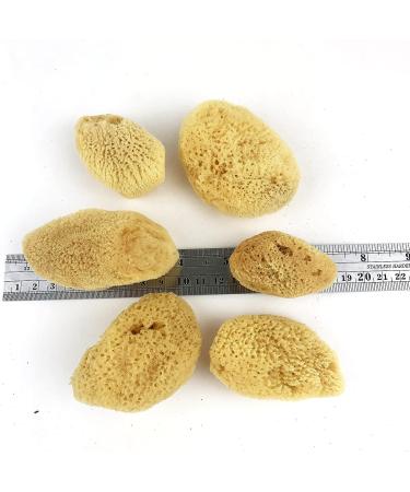Heyiwell Natural Silk Sea Sponges - 6PC Set for Makeup Removal and Cleansing - Buy Online on GoSupps.com