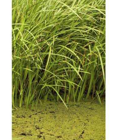 Calamus Rhizome Tea | Acorus Calamus | Acore Odorant Rhizome Health Embassy (50g) - Buy Online on GoSupps.com