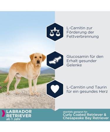 Eukanuba Breed Specific Labrador Retriever Dry Food - Premium Chicken Formula 12 kg | Optimal Nutrition for Healthy Labs - Buy Online on GoSupps.com