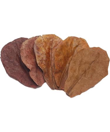 Garnelen4you Sea Almond Leaves | Premium Feed & Water Treatment for Shrimp Fish Crabs & Snails | 40 Pieces | Eco-Friendly Packaging - Buy Online on GoSupps.com