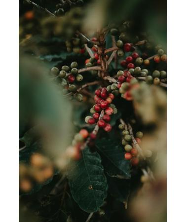 Colombian Excelso 100% Arabica Medium Roast Whole Coffee Beans - 500g Single Origin - Buy Online on GoSupps.com