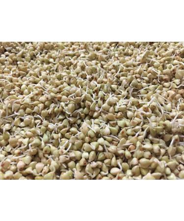 Organic Sprouted Buckwheat 1kg | Gluten-Free Sprouted Muesli | Alkaline Sprouted Grain - EU Quality - Buy Online on GoSupps.com