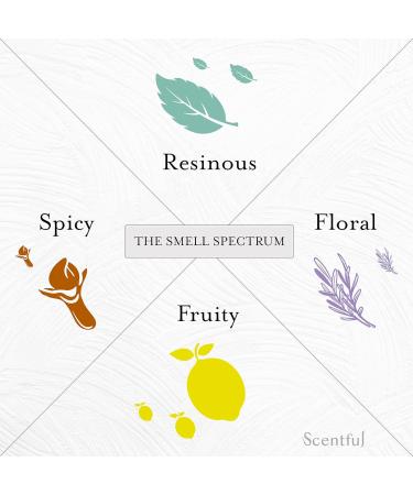 SCENTFUL Smell Training Kit: Loss of Smell Therapy with Organic Essential Oils - Buy Online on GoSupps.com