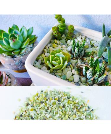 3lb Jade Bean Sand Stone Natural Top Dressing for Succulents & Cactus Bonsai Projects - Decorative Gravel for Terrarium & Fairy Garden - 5mm-8mm Light Green - Buy Online on GoSupps.com