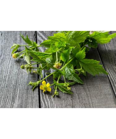 Wood Avens Rhizome Tea | Geum Urbanum L | Beno te Commune Rhizome Tisane | Health Embassy (100g) - Buy Online on GoSupps.com