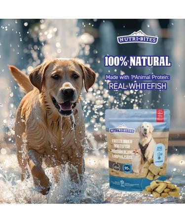 NutriBites Freeze Dried Whitefish Dog & Cat Treats | Healthy Pet Training Treats or Food Topper | All Natural 1 Single Animal Protein High Protein | Premium Bulk Value Pack 18.3 oz 520g White Fish 1 count (Pack of 1) - Buy Online on GoSupps.com