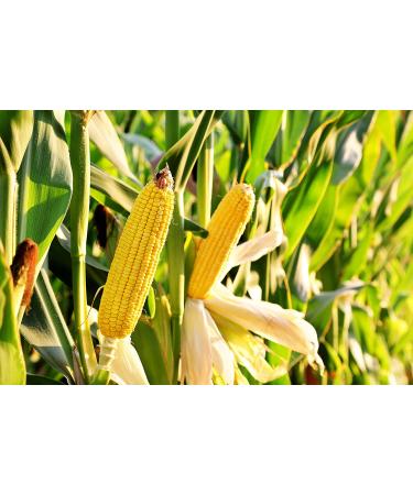 Organic Yellow Whole Corn 1.5 lbs - Non-GMO Maize, Vegan & Kosher Bulk Cereal Grain with B Vitamins - Thiamin & Folate - Buy Online on GoSupps.com