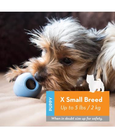 KONG Puppy X-Small Assorted Colors - Buy Online on GoSupps.com