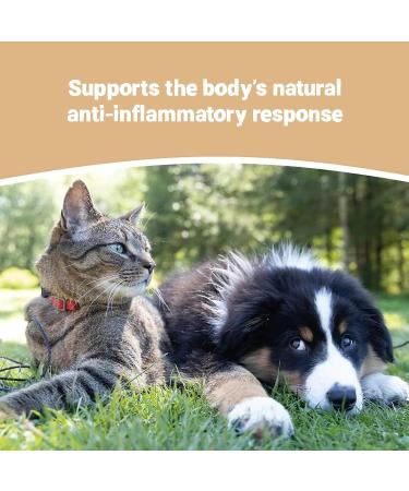 Pets Purest All Itch and Immunity Support Supplement Drops 50ml - Natural Skin Aid for Dogs & Cats - Paw Licking, Itchy Ears, Irritation, Watery Eyes - Buy Online on GoSupps.com