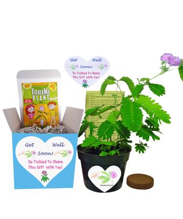 Get Well Gift Plant - TickleMe Plant Gift Box Set - Grow the Plant that closes its leaves when you Tickle It or blow it a Kiss. It also grows Pink Cotton Candy Like Flowers. Sure to make them Smile.