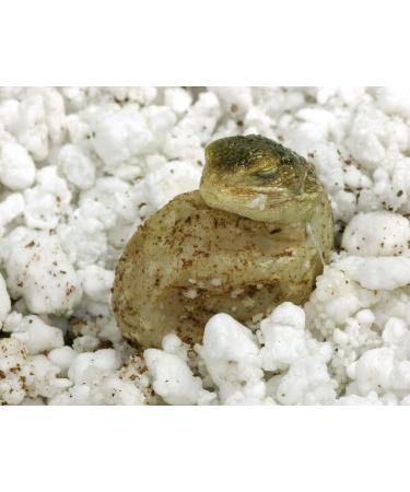 Buy Lucky Reptile HR-2 HatchRite 2L - Premium Breeding Substrate for Reptiles | Fast International Shipping - Buy Online on GoSupps.com