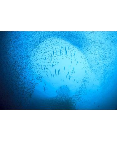Season Sardines in Water | Certified Wild Caught & Sustainable Fresh Fish | Omega-3 | Gluten Free, Keto, Paleo, Non-GMO | Salt & Sugar Free | 4.375 oz (Pack of 12) - Buy Online on GoSupps.com