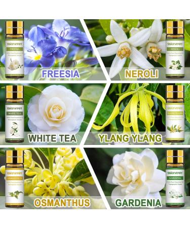 Migcaput 12x5ml Essential Oils Set - 100% Natural Aroma Diffuser Oils for Jasmine Lavender Geranium | Ideal for Diffusers Humidifiers & Massage - Buy Online on GoSupps.com