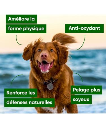 Nutrialife Blue Spirulina Phycocyanin Liquid for Dogs and Cats Pure 5000 MG/l - Energy and Resistance - Antioxidant Animal Alimentary Supplement - Organic Vegan French Culture 250 ml - Buy Online on GoSupps.com