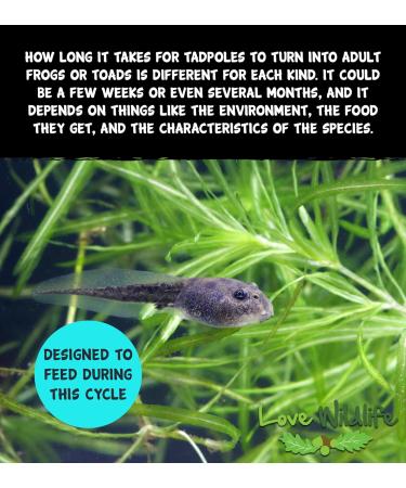 Love Wildlife Tadpole Hatchling Food 80g - Frogs Toads Newts - Buy Online on GoSupps.com