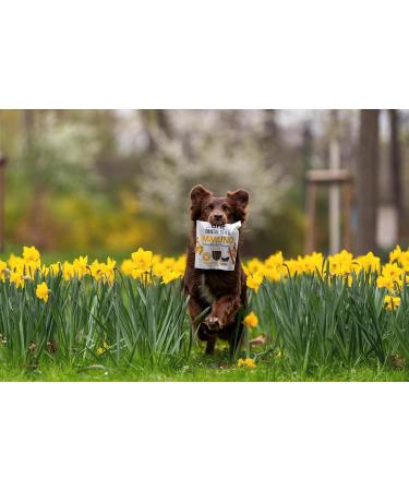 Brit Adult Food 251g - Buy Online on GoSupps.com