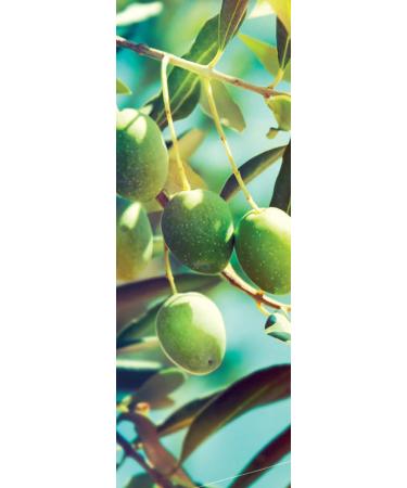 Original Rizes Body Butter with Olive Oil & Aloe Vera - Nourishing Moisturizer for All Skin Types | International Shipping Available - Buy Online on GoSupps.com