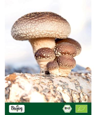Biojoy Organic Shiitake Powder (100g) Dried and Finely Ground Shiitake Mushrooms (Lentinula edodes) - Buy Online on GoSupps.com