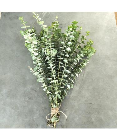 Real Fresh Eucalyptus Large Shower Bundle - 100% Natural Handpicked Leaves for Aromatherapy | Stress-Relieving Indoor Plant Decor - Buy Online on GoSupps.com