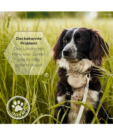 Buy Lolo & Max Natural Flea & Tick Spot On for Dogs | 100% Effective Defense - 8 Months Protection Against Parasites - Buy Online on GoSupps.com
