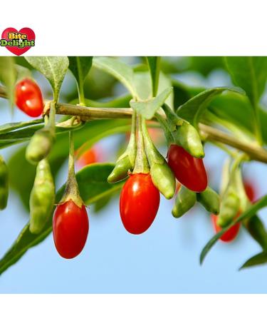  Bite & Delight Bite & Delight 2kg Dried Goji Berries Lycium Barbarum Natural Superfood Rich in Vitamins & Minerals Healthy Snack Ideal for Muesli Yogurt & Desserts - Buy Online on GoSupps.com