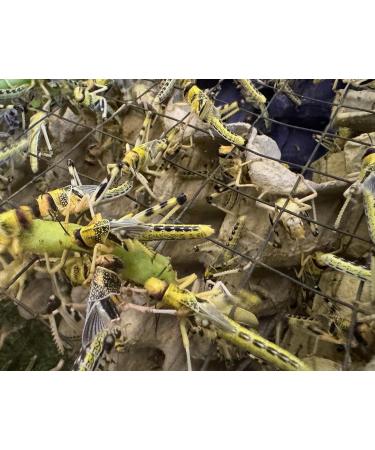 Livefood UK Live Locusts 25 X-Large size 35mm to 50mm quantity 25 Extra Large XL Hoppers 1 count (Pack of 25) - Buy Online on GoSupps.com