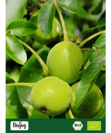  Biojoy Biojoy Organic Walnut Leaf Herbal Tea (500g) dried and cut (Juglans regia) - Buy Online on GoSupps.com