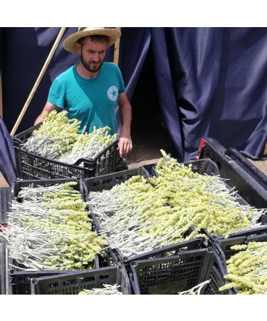 dreikraut Organic Greek mountain tea | Bouquet | 50 g | Traditional cultivation on Olympus | Sideritis scardica/raeseri - Buy Online on GoSupps.com