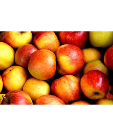 Apple Pectin 4 Ounces (USP Qualified) (114 Grams) - Buy Online on GoSupps.com