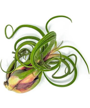 3 Giant Tillandsia Caput Medusae Air Plants - 6-8 inch - Live Indoor House Plants for Terrariums - Buy Online on GoSupps.com