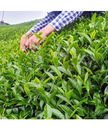 Taiwan unique tea TTES No.20(Yingxiang) Shanlinxi three-layer flat Light roasting 150g*4 - Buy Online on GoSupps.com