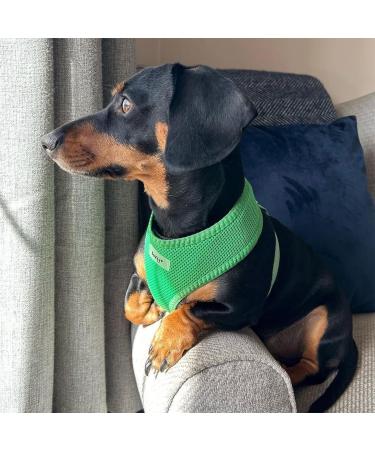 Bunty No Pull Dog Harness Medium - Soft, Breathable & Durable Adjustable Vest for Dogs, Cats & Puppies - Green D-Ring Medium Size - Buy Online on GoSupps.com
