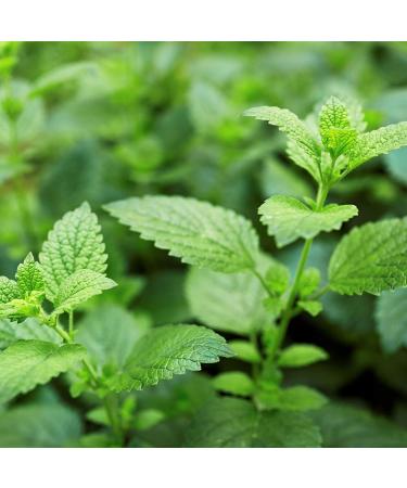 FILEANE DHERBES AND EPICES Organic lemon balm 100g Bulk herbal tea and infusion Certified organic - Buy Online on GoSupps.com