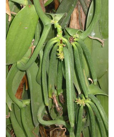 Grade B Madagascar Bourbon Planifolia Extract Vanilla Beans - 10 Count - 12-14cm (4-5 inches) - Vanilla Products USA - Buy Online on GoSupps.com