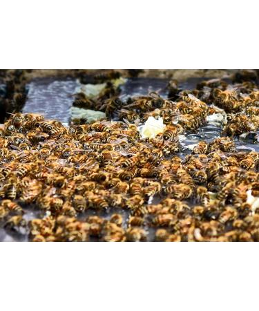 Mellona Wild Flower Honey 500g Pure Raw Non-Pasteurized Ontario No. 1 - Buy Online on GoSupps.com