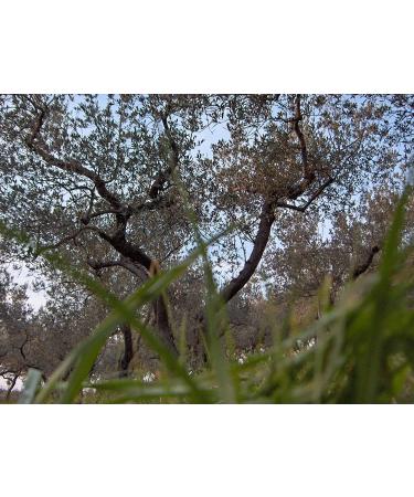 Extra virgin olive oil DOP Umbria Colli Assisi Spoleto Gnavolini Raccolta Sapore Bottle 500 ml For a memory of Umbria on your table 250 ml - Buy Online on GoSupps.com