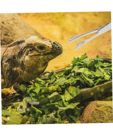 Levemolo Reptile Feeding Clip Lizard Stuff Aquarium Pipette Snake Tong Silver Stainless Steel - Buy Online on GoSupps.com