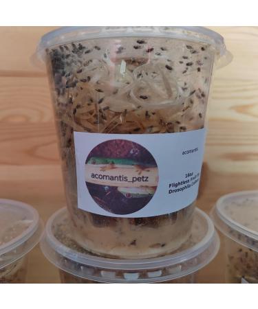 acomantis 16oz tub Flightless Fruit Flies (Drosophila Culture) Live Food